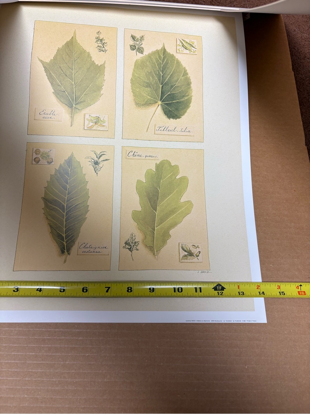 Ready to Frame Leaf Prints by L. David - Picture 6 of 8